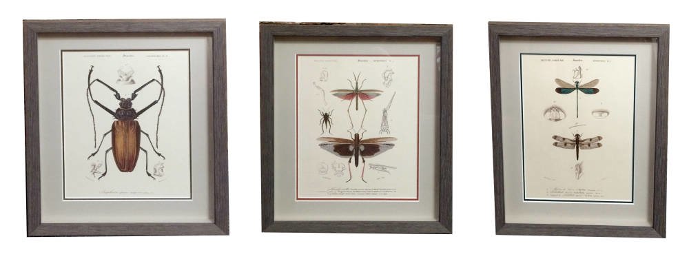 Antique insect sketches framed