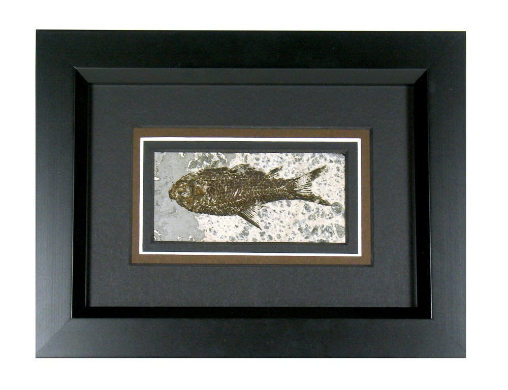 Fish Fossil framed