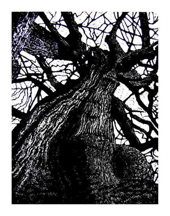 Shipley Trees 6 by Duncan Pass