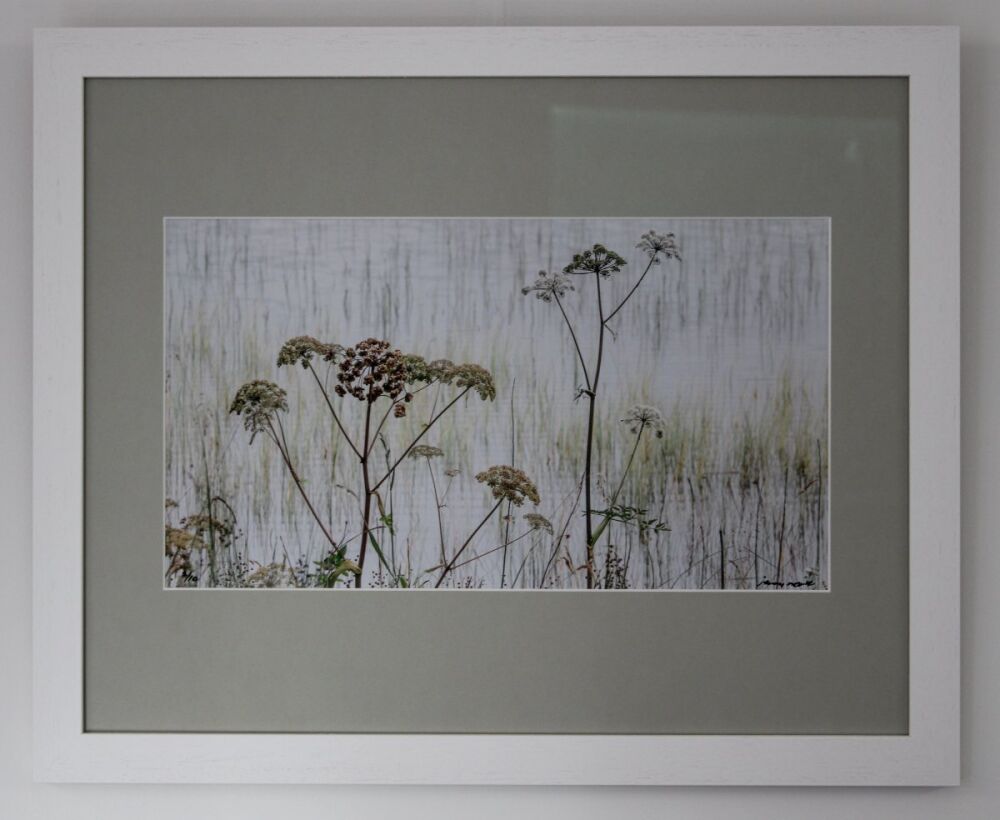 Print of Lochside Cow Parsley 