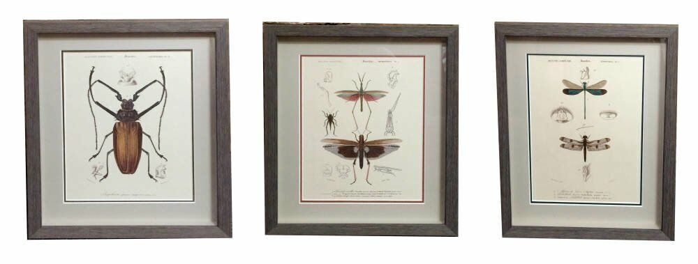 Set of Three Antique Prints