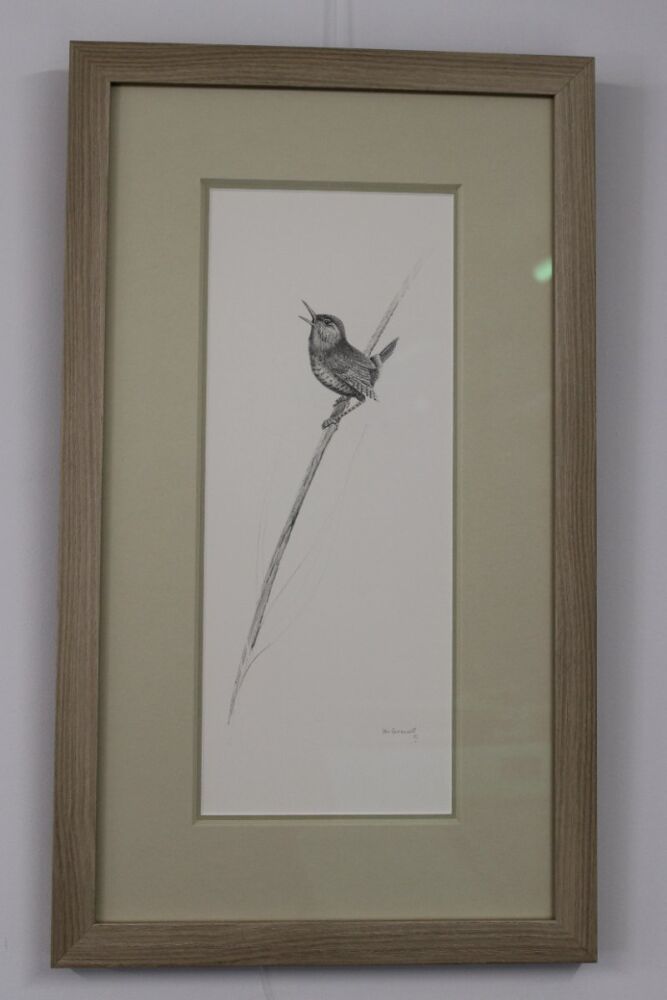 Pencil Drawing by Ian Greensitt