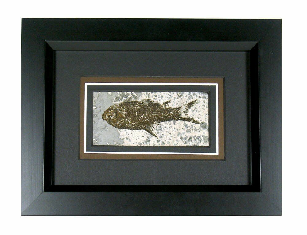 Fossil of a Fish